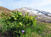 22 Helleborus viridis (Elleboro verde) con vista in Arera